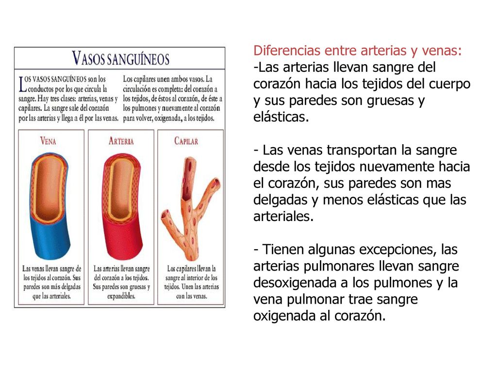 las venas que transportan